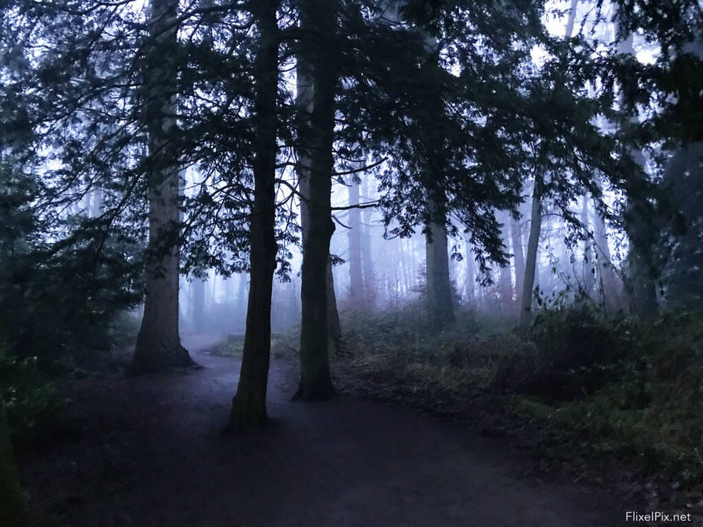 Forest Fog, iPhone, flixelPix, hillsborough
