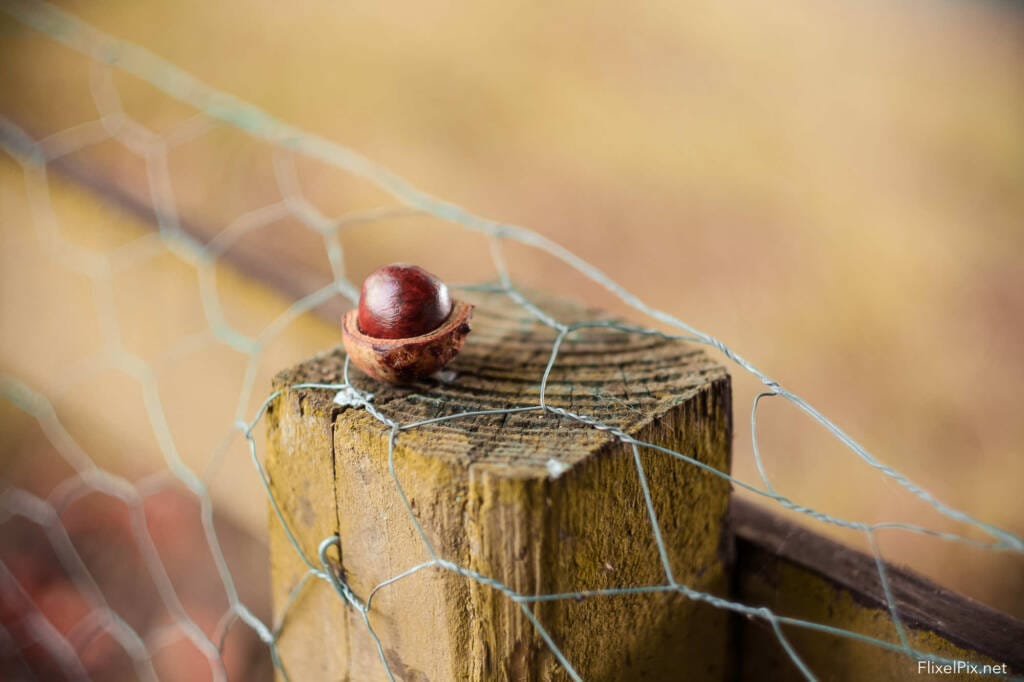 depth of field master the Fujifilm 56mm lens. 