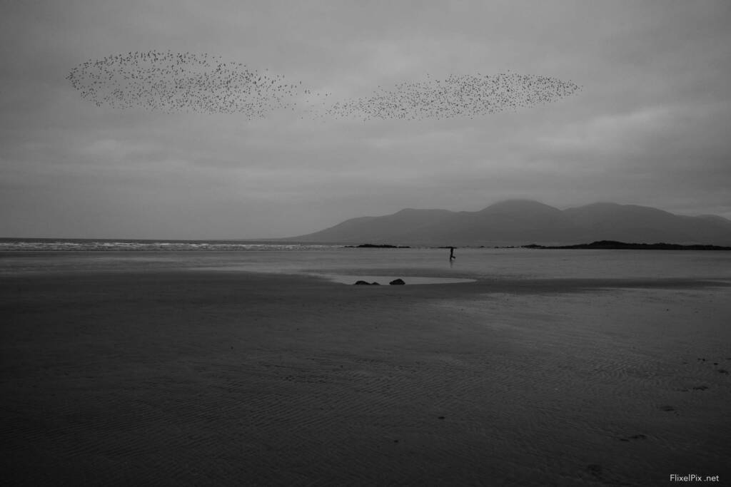 Fujifilm X-E5 Acros-G film simulation